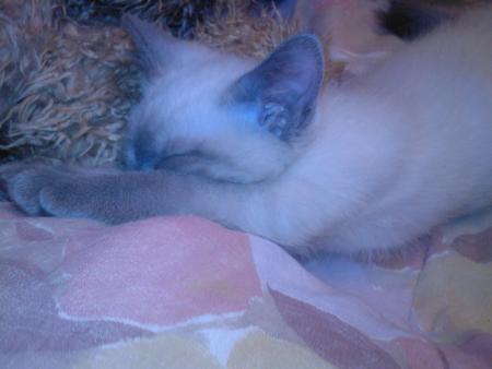 Mya au pays des r�ves 