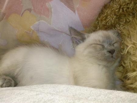 En mode : chauffe pattes 