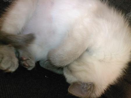 ma petite graine d'amour