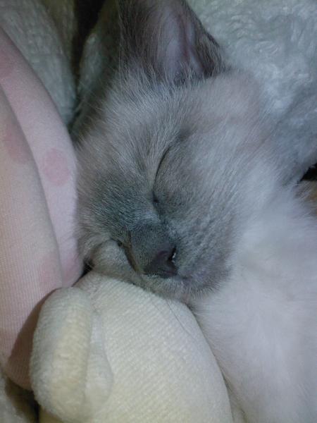 Mya au pays des r�ves 