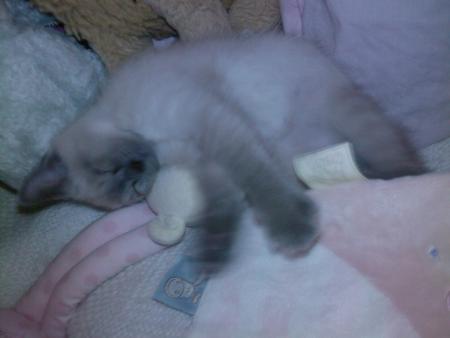 Mya au millieu de son monde 