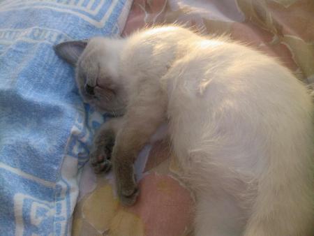 JAMAIS je me lasserais de voir tes photos 