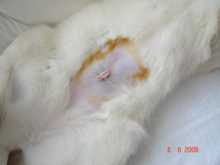 Le nouveau nombril de Mya