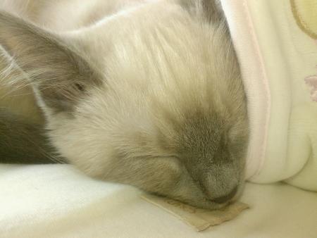 Mon b�b� bambou je t'aime