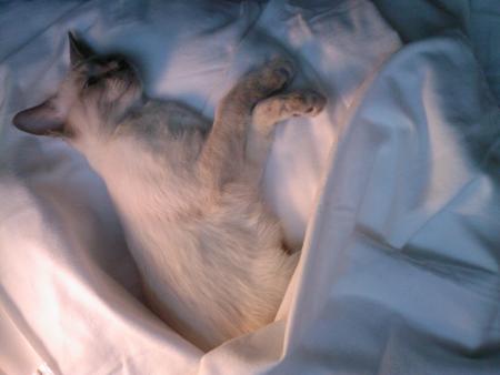 La st�r�lisation du 5 juin 2008 