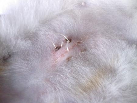 Ton petit nombril ...