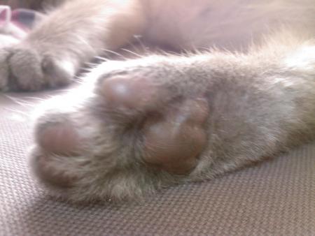 Embrasser tes petites pattes j'aodre c'est si doux