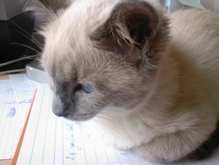 Le moyen de Mya pour que je m'occupe d'elle 